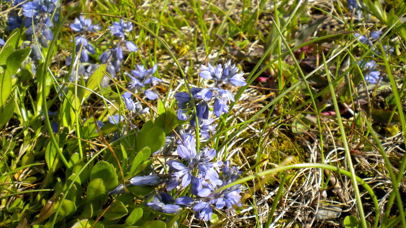 Polygala cfr. alpestris